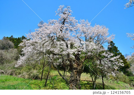 長沢の桜（福島県） 124156705