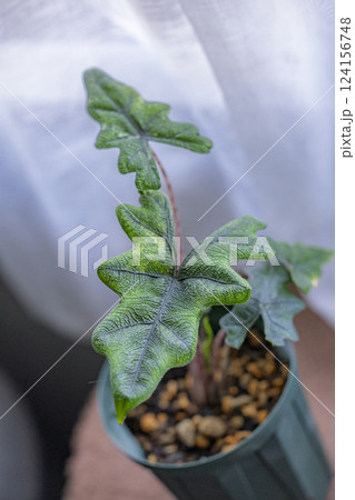 観葉植物 アロカシア ジャクリン 観葉植物 アロカシア ジャクリン 124156748