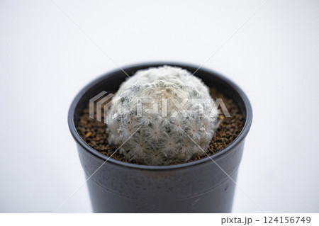 鉢植えのサボテン 124156749