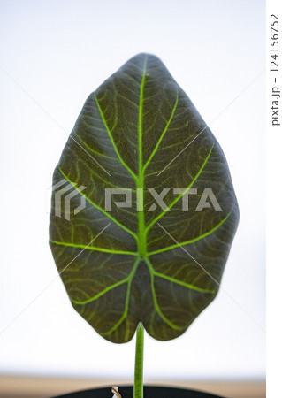 観葉植物 アロカシア リーガルシールズ 観葉植物 アロカシア リーガルシールズ 124156752
