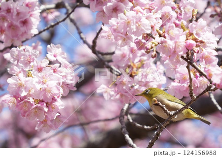 満開の河津桜と美しいメジロ 春 満開の河津桜と美しいメジロ 春 124156988
