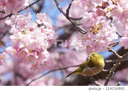 満開の河津桜と美しいメジロ　春 124156991