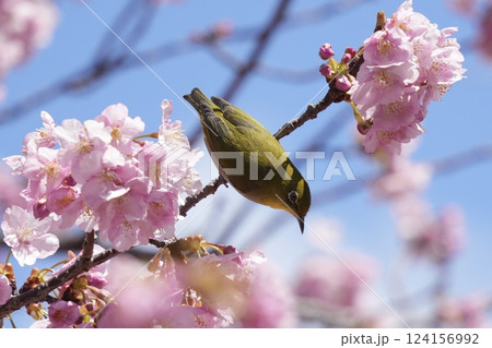 満開の河津桜と美しいメジロ　春 124156992