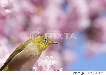 満開の河津桜と美しいメジロ　春 124156993