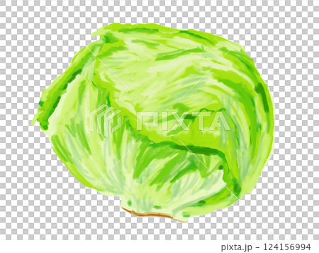 Hand-drawn whole lettuce Hand-drawn whole lettuce 124156994