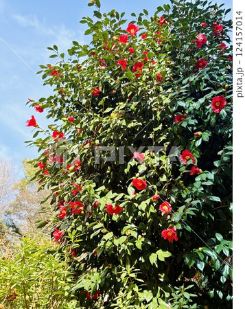 赤い椿の花 赤い椿の花 124157014