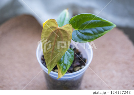 珍しい観葉植物　アンスリウム交配種 124157248