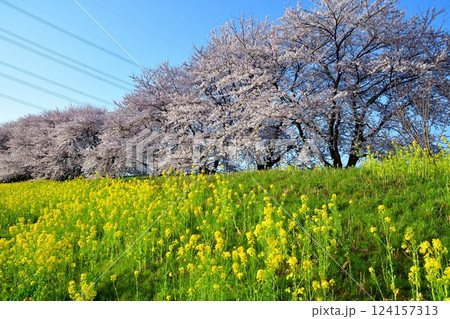加治川治水公園の桜（新潟県） 124157313