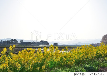加治川治水公園の桜(新潟県) 加治川治水公園の桜(新潟県) 124157317