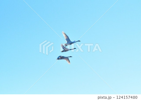 青空と白鳥 青空と白鳥 124157480