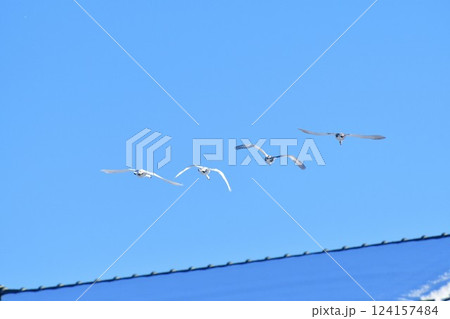 青空と白鳥 青空と白鳥 124157484