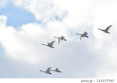 上堰潟公園の白鳥(新潟県) 上堰潟公園の白鳥(新潟県) 124157593