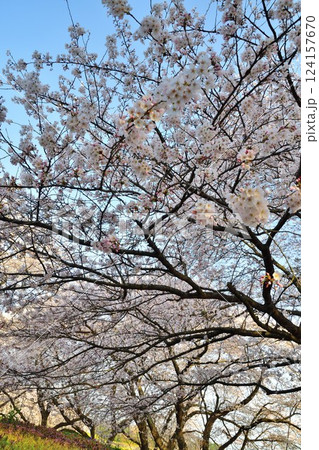 加治川治水公園の桜（新潟県） 124157670