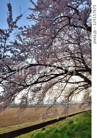 加治川治水公園の桜（新潟県） 124157673
