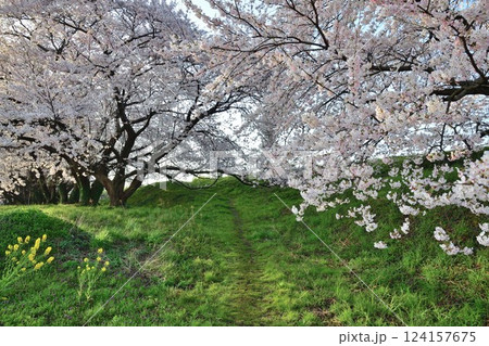 加治川治水公園の桜（新潟県） 124157675