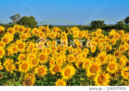 阿賀野川花畑公園のひまわり（新潟県） 124157918