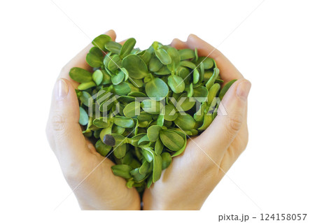 Plant sprouts in hands. Farming, agriculture, eco technology Plant sprouts in hands. Farming, agriculture, eco technology 124158057