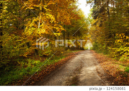 Dirt road in a lush autumn forest 124158081