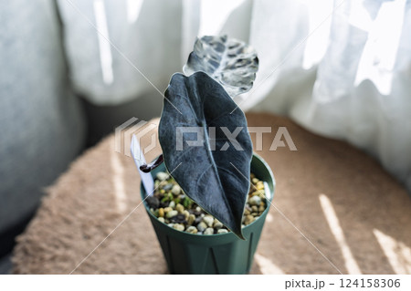 珍しい観葉植物 アロカシア 珍しい観葉植物 アロカシア 124158306