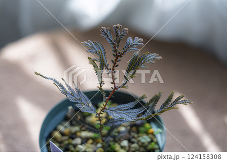 珍しいシダ植物 セラギネラ 珍しいシダ植物 セラギネラ 124158308