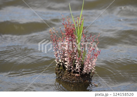 杭の上に生えたコケオトギリ 杭の上に生えたコケオトギリ 124158520