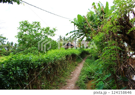 ウブド　バリ島、インドネシア 124158646