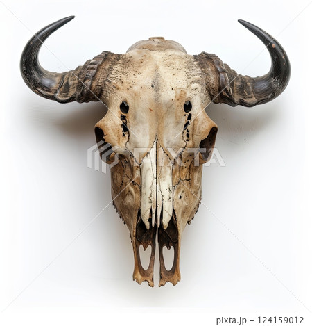 Buffalo skull isolated on white background. 124159012