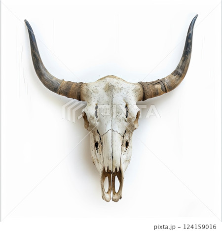 Bull skull with long horns isolated on a white 124159016