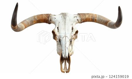Bull skull with long horns isolated on a white 124159019