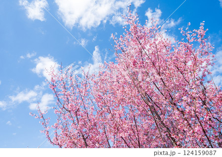 青空に映える早咲きのかんひ桜 124159087