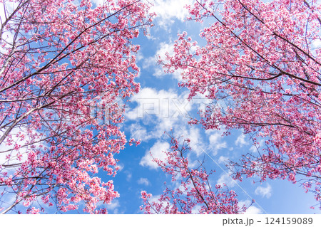 青空に映える早咲きのかんひ桜 124159089