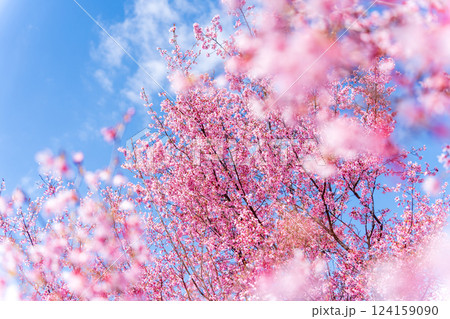 青空に映える早咲きのかんひ桜 124159090