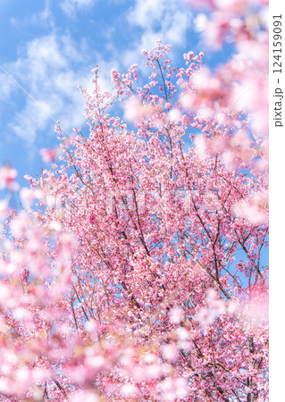 青空に映える早咲きのかんひ桜 青空に映える早咲きのかんひ桜 124159091