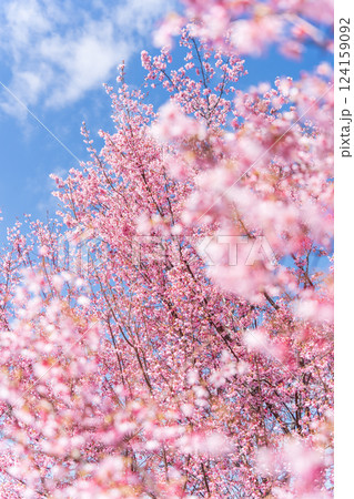 青空に映える早咲きのかんひ桜 124159092