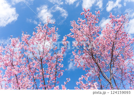 青空に映える早咲きのかんひ桜 124159093