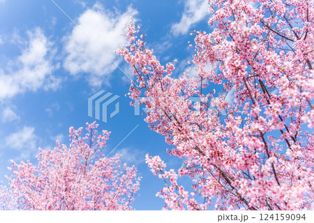 青空に映える早咲きのかんひ桜 124159094
