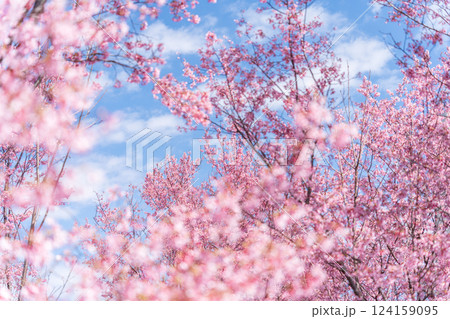 青空に映える早咲きのかんひ桜 青空に映える早咲きのかんひ桜 124159095