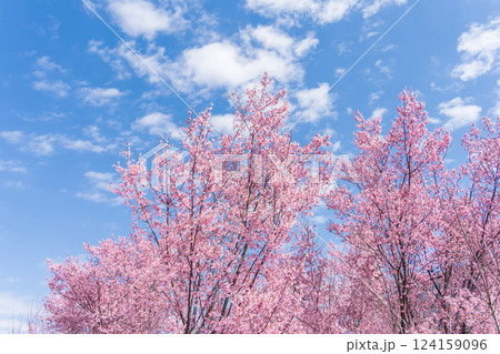 青空に映える早咲きのかんひ桜 124159096