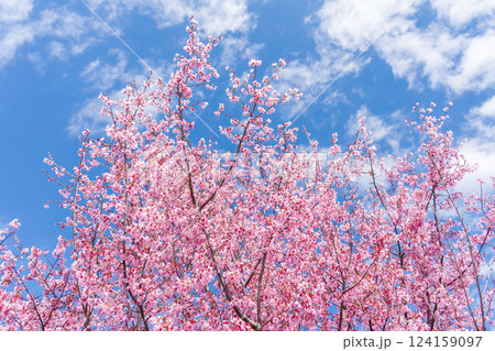 青空に映える早咲きのかんひ桜 124159097