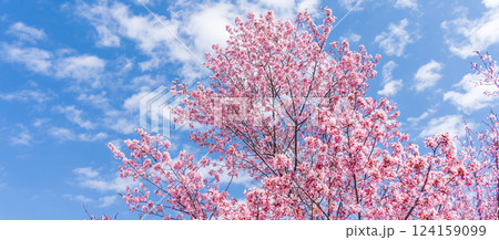 青空に映える早咲きのかんひ桜 青空に映える早咲きのかんひ桜 124159099