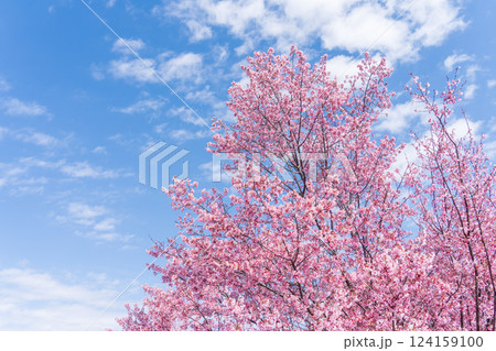 青空に映える早咲きのかんひ桜 124159100