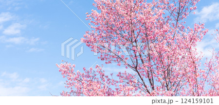 青空に映える早咲きのかんひ桜 124159101