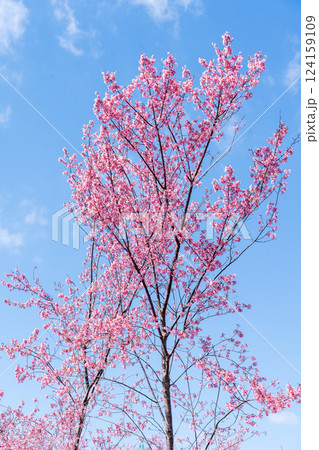 青空に映える早咲きのかんひ桜 124159109