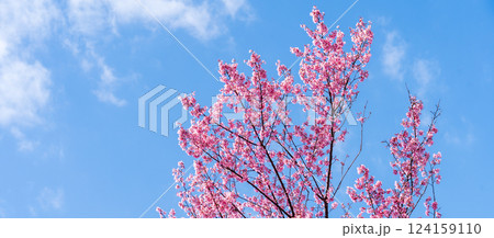 青空に映える早咲きのかんひ桜 124159110