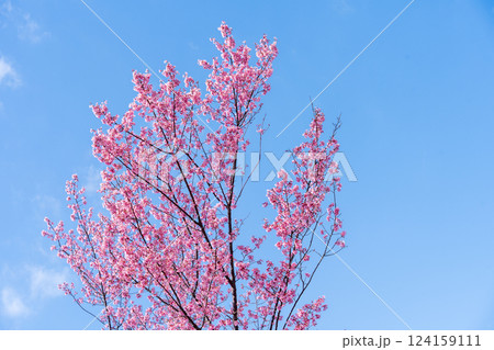 青空に映える早咲きのかんひ桜 124159111