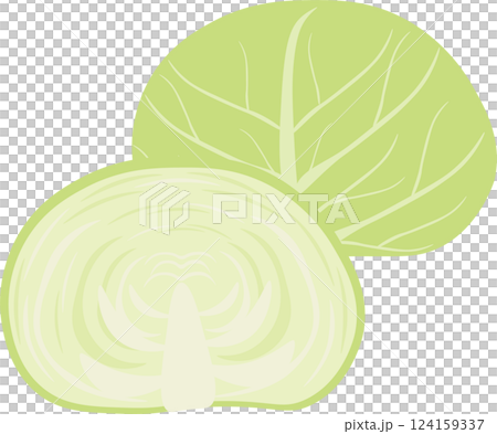 半玉とひと玉のキャベツのセットイラスト 124159337