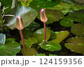 スイレン 124159356
