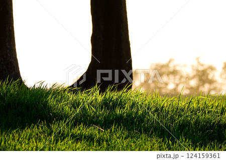 涼しげな木の影のイメージ風景 124159361