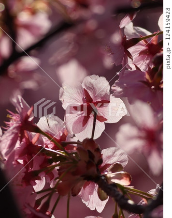 春の日差しを浴びて輝く満開の桜 124159428