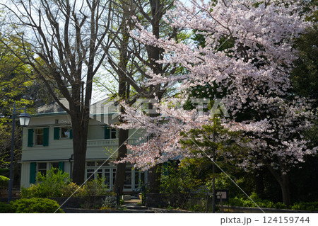 横浜・山手の桜 124159744